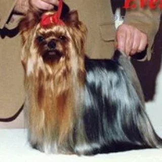  GOLDFEVER OF MILLMOOR &mdash; Labaza DogPedigree YorkshireTerrier